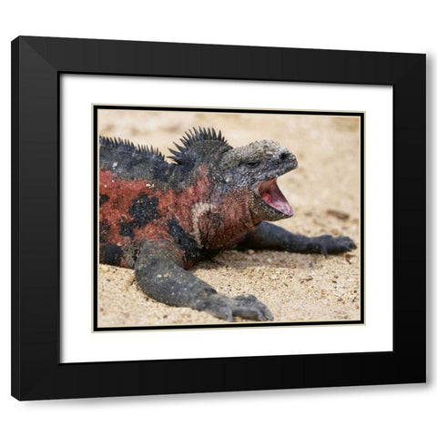 Ecuador, Galapagos Islands A marine iguana Black Modern Wood Framed Art Print with Double Matting by Kaveney, Wendy