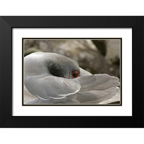 Ecuador, Galapagos NP Swallow-tailed gull Black Modern Wood Framed Art Print with Double Matting by Illg, Cathy and Gordon