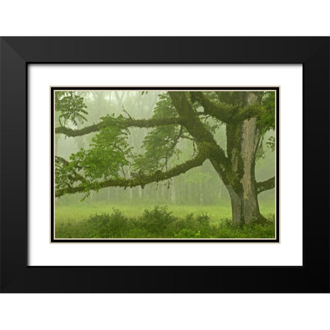 Ecuador, Santa Cruz Island Mossy tree and fog Black Modern Wood Framed Art Print with Double Matting by Illg, Cathy and Gordon