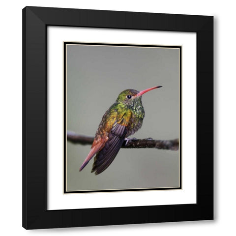 Ecuador Rufous-tailed hummingbird on limb Black Modern Wood Framed Art Print with Double Matting by Morris, Arthur