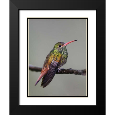 Ecuador Rufous-tailed hummingbird on limb Black Modern Wood Framed Art Print with Double Matting by Morris, Arthur