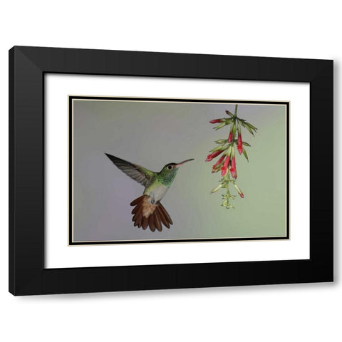 Ecuador,  Rufous-tailed hummingbird at flower Black Modern Wood Framed Art Print with Double Matting by Morris, Arthur