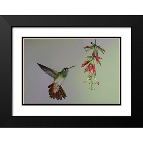 Ecuador,  Rufous-tailed hummingbird at flower Black Modern Wood Framed Art Print with Double Matting by Morris, Arthur
