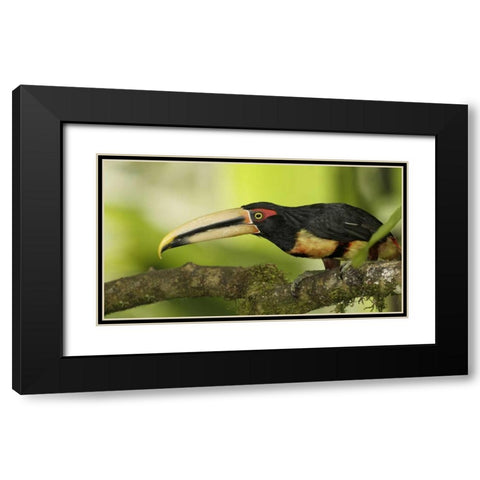 Ecuador, Los Bancos Pale-mandible aricari bird Black Modern Wood Framed Art Print with Double Matting by Morris, Arthur