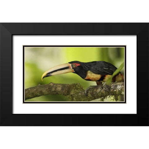Ecuador, Los Bancos Pale-mandible aricari bird Black Modern Wood Framed Art Print with Double Matting by Morris, Arthur