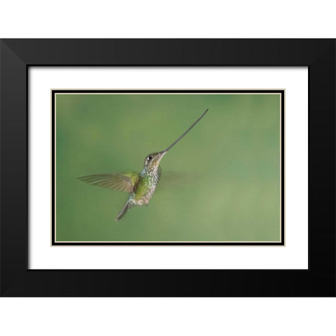 Ecuador, Guango Lodge Swordbilled hummingbird Black Modern Wood Framed Art Print with Double Matting by Morris, Arthur