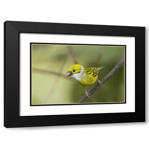 Ecuador, Los Bancos Silver-necked tanager Black Modern Wood Framed Art Print with Double Matting by Morris, Arthur