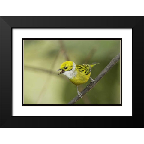 Ecuador, Los Bancos Silver-necked tanager Black Modern Wood Framed Art Print with Double Matting by Morris, Arthur