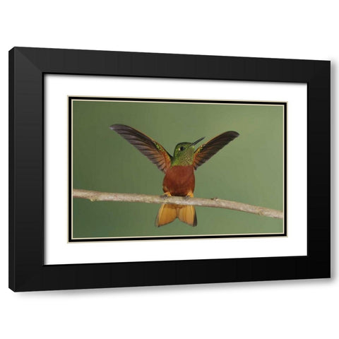 Ecuador Chestnut-breasted coronet displaying Black Modern Wood Framed Art Print with Double Matting by Morris, Arthur