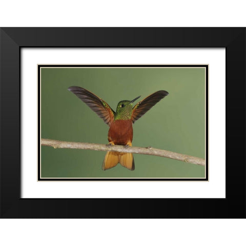 Ecuador Chestnut-breasted coronet displaying Black Modern Wood Framed Art Print with Double Matting by Morris, Arthur
