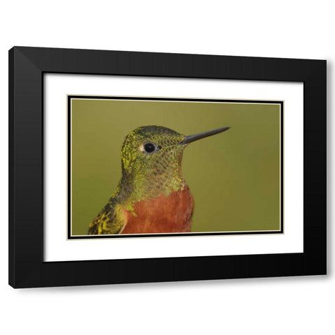 Ecuador Chestnut-breasted coronet bird Black Modern Wood Framed Art Print with Double Matting by Morris, Arthur