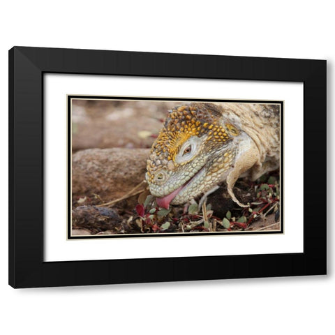 Ecuador, Galapagos Islands, Land iguana eating Black Modern Wood Framed Art Print with Double Matting by Morris, Arthur