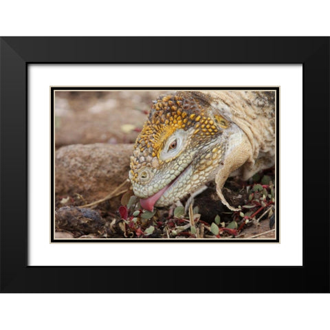 Ecuador, Galapagos Islands, Land iguana eating Black Modern Wood Framed Art Print with Double Matting by Morris, Arthur