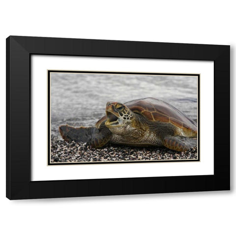 Ecuador, Galapagos, Young Pacific green turtle Black Modern Wood Framed Art Print with Double Matting by Morris, Arthur
