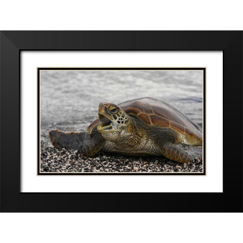 Ecuador, Galapagos, Young Pacific green turtle Black Modern Wood Framed Art Print with Double Matting by Morris, Arthur