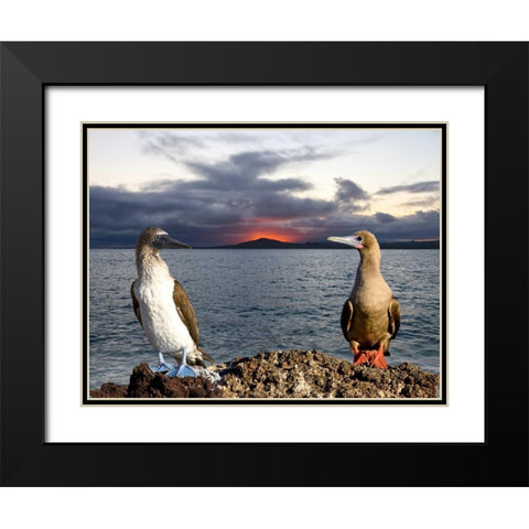 Blue and red-footed booby, Galapagos, Ecuador Black Modern Wood Framed Art Print with Double Matting by Williams, Joanne