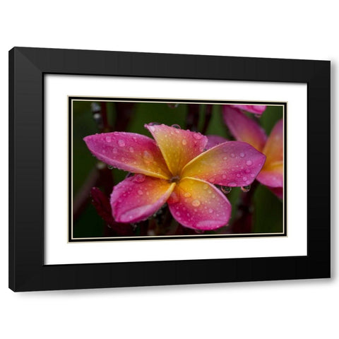 Ecuador, Napo Wildlife Center Plumeria flower Black Modern Wood Framed Art Print with Double Matting by Williams, Joanne