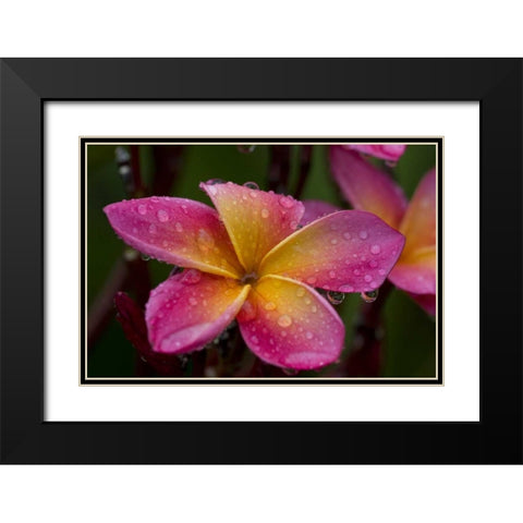 Ecuador, Napo Wildlife Center Plumeria flower Black Modern Wood Framed Art Print with Double Matting by Williams, Joanne