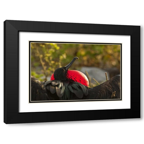 Ecuador, Galapagos NP Frigatebird displaying Black Modern Wood Framed Art Print with Double Matting by Illg, Cathy and Gordon
