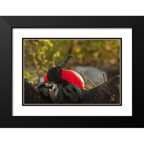 Ecuador, Galapagos NP Frigatebird displaying Black Modern Wood Framed Art Print with Double Matting by Illg, Cathy and Gordon