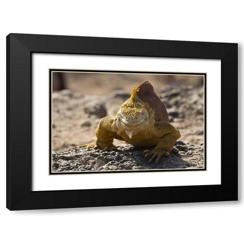 Ecuador, Galapagos, South Plaza Isl Land iguana Black Modern Wood Framed Art Print with Double Matting by Illg, Cathy and Gordon