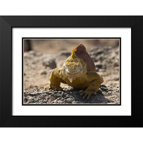 Ecuador, Galapagos, South Plaza Isl Land iguana Black Modern Wood Framed Art Print with Double Matting by Illg, Cathy and Gordon