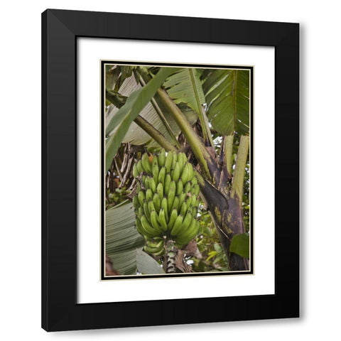 Ecuador Bananas growing wild in a cloud forest Black Modern Wood Framed Art Print with Double Matting by Grall, Don