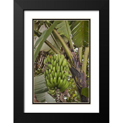 Ecuador Bananas growing wild in a cloud forest Black Modern Wood Framed Art Print with Double Matting by Grall, Don
