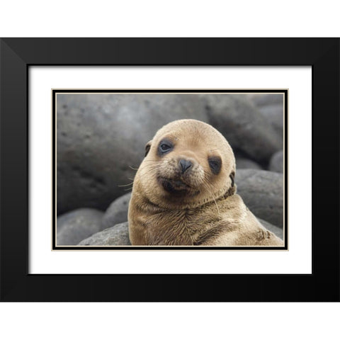 Ecuador, Galapagos Islands Sea lion pup Black Modern Wood Framed Art Print with Double Matting by Bush, Marie