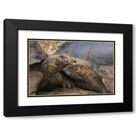 Ecuador, Galapagos Islands Giant male tortoises Black Modern Wood Framed Art Print with Double Matting by Bush, Marie