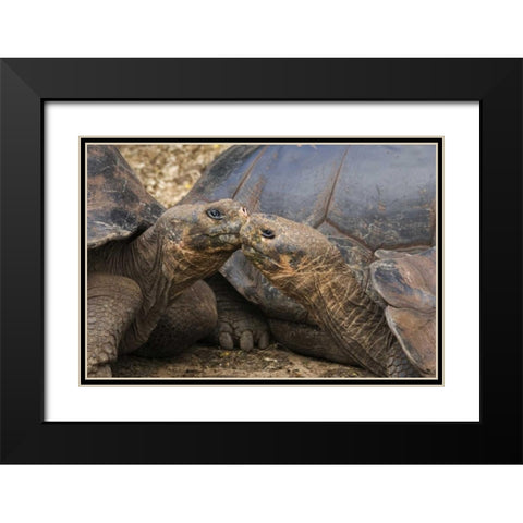 Ecuador, Galapagos Islands Giant male tortoises Black Modern Wood Framed Art Print with Double Matting by Bush, Marie