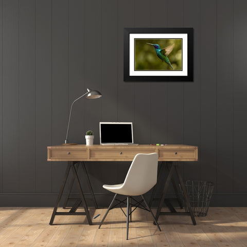 Ecuador, Galapagos, Nono Violet-ear hummingbird Black Modern Wood Framed Art Print with Double Matting by Illg, Cathy and Gordon