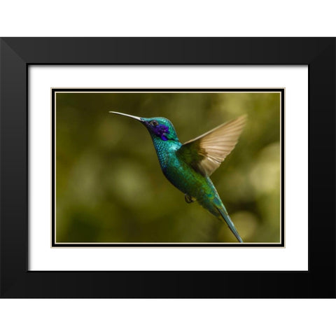 Ecuador, Galapagos, Nono Violet-ear hummingbird Black Modern Wood Framed Art Print with Double Matting by Illg, Cathy and Gordon