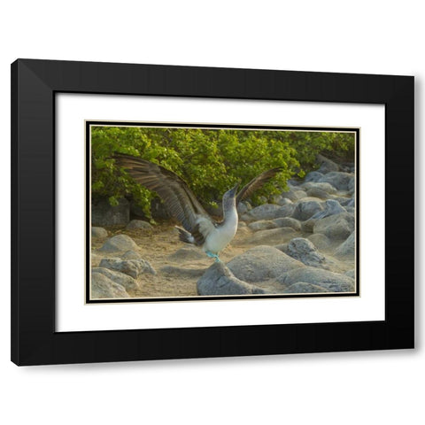 Ecuador, Galapagos, Blue-footed booby displaying Black Modern Wood Framed Art Print with Double Matting by Illg, Cathy and Gordon