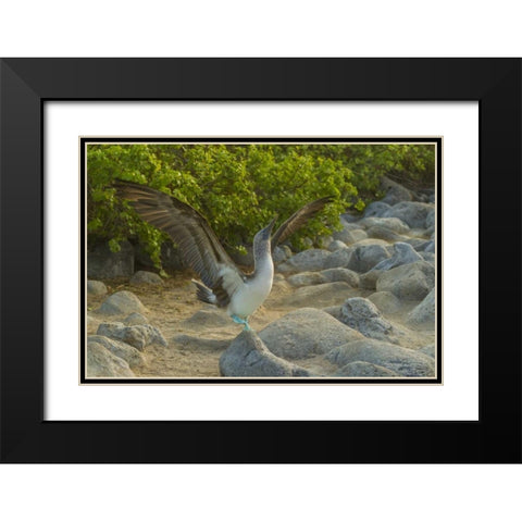 Ecuador, Galapagos, Blue-footed booby displaying Black Modern Wood Framed Art Print with Double Matting by Illg, Cathy and Gordon