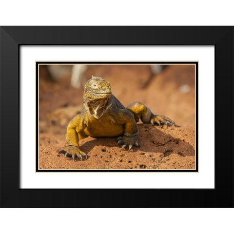 Ecuador, Galapagos NP Close-up of land iguana Black Modern Wood Framed Art Print with Double Matting by Illg, Cathy and Gordon