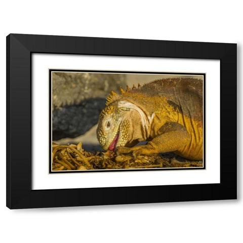 Ecuador, Galapagos NP Close-up of land iguana Black Modern Wood Framed Art Print with Double Matting by Illg, Cathy and Gordon