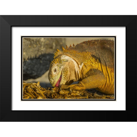 Ecuador, Galapagos NP Close-up of land iguana Black Modern Wood Framed Art Print with Double Matting by Illg, Cathy and Gordon