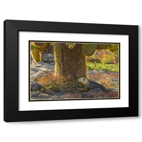 Ecuador, Galapagos NP Land iguana and cactus Black Modern Wood Framed Art Print with Double Matting by Illg, Cathy and Gordon