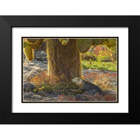 Ecuador, Galapagos NP Land iguana and cactus Black Modern Wood Framed Art Print with Double Matting by Illg, Cathy and Gordon