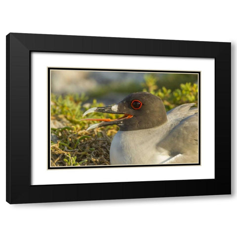 Ecuador, Galapagos NP Swallow-tailed gull Black Modern Wood Framed Art Print with Double Matting by Illg, Cathy and Gordon