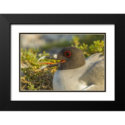 Ecuador, Galapagos NP Swallow-tailed gull Black Modern Wood Framed Art Print with Double Matting by Illg, Cathy and Gordon