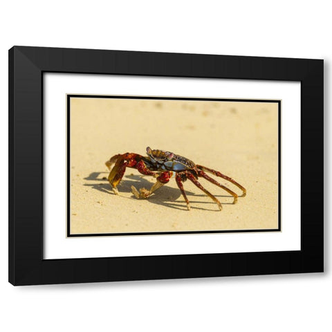 Ecuador, Galapagos NP Sally light foot crab Black Modern Wood Framed Art Print with Double Matting by Illg, Cathy and Gordon
