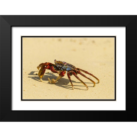 Ecuador, Galapagos NP Sally light foot crab Black Modern Wood Framed Art Print with Double Matting by Illg, Cathy and Gordon