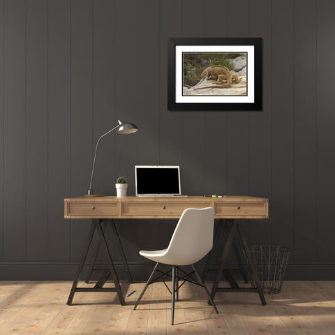 Ecuador, Galapagos NP Land iguana on boulder Black Modern Wood Framed Art Print with Double Matting by Illg, Cathy and Gordon