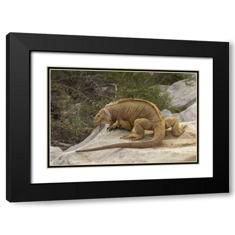 Ecuador, Galapagos NP Land iguana on boulder Black Modern Wood Framed Art Print with Double Matting by Illg, Cathy and Gordon