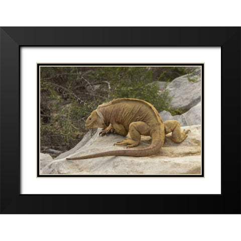 Ecuador, Galapagos NP Land iguana on boulder Black Modern Wood Framed Art Print with Double Matting by Illg, Cathy and Gordon