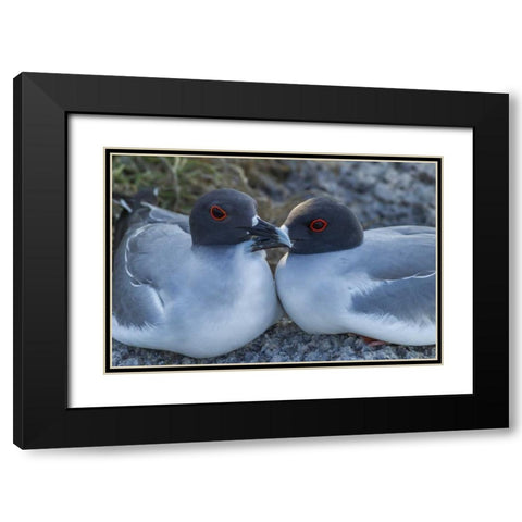 Ecuador, Galapagos NP Swallow-tailed gull pair Black Modern Wood Framed Art Print with Double Matting by Illg, Cathy and Gordon