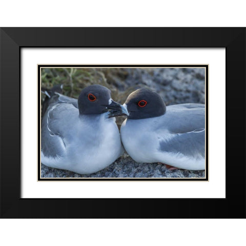 Ecuador, Galapagos NP Swallow-tailed gull pair Black Modern Wood Framed Art Print with Double Matting by Illg, Cathy and Gordon