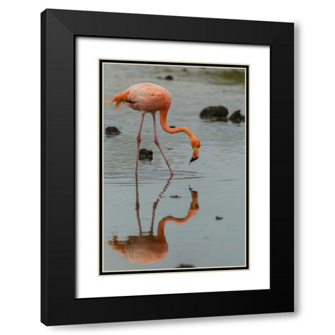 Ecuador, Galapagos NP Wading greater flamingo Black Modern Wood Framed Art Print with Double Matting by Illg, Cathy and Gordon